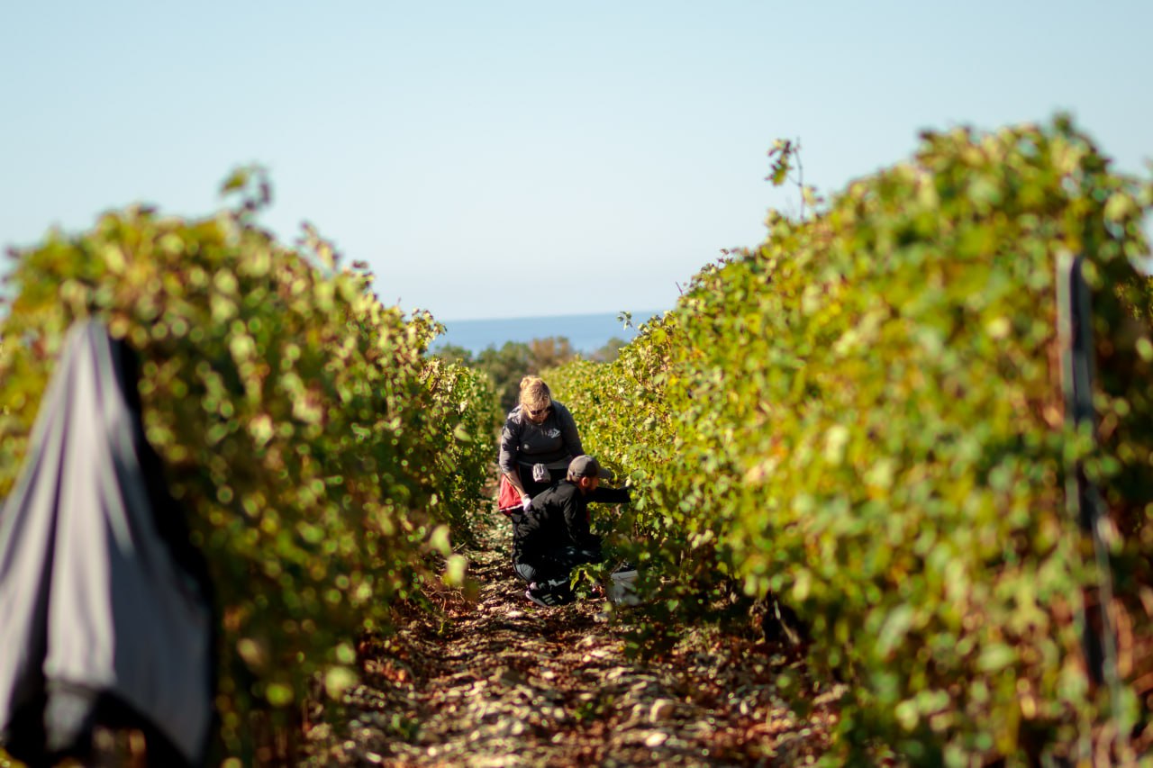 Лидеры добра: Mantera представила результаты крупномасштабного благотворительного марафона  17