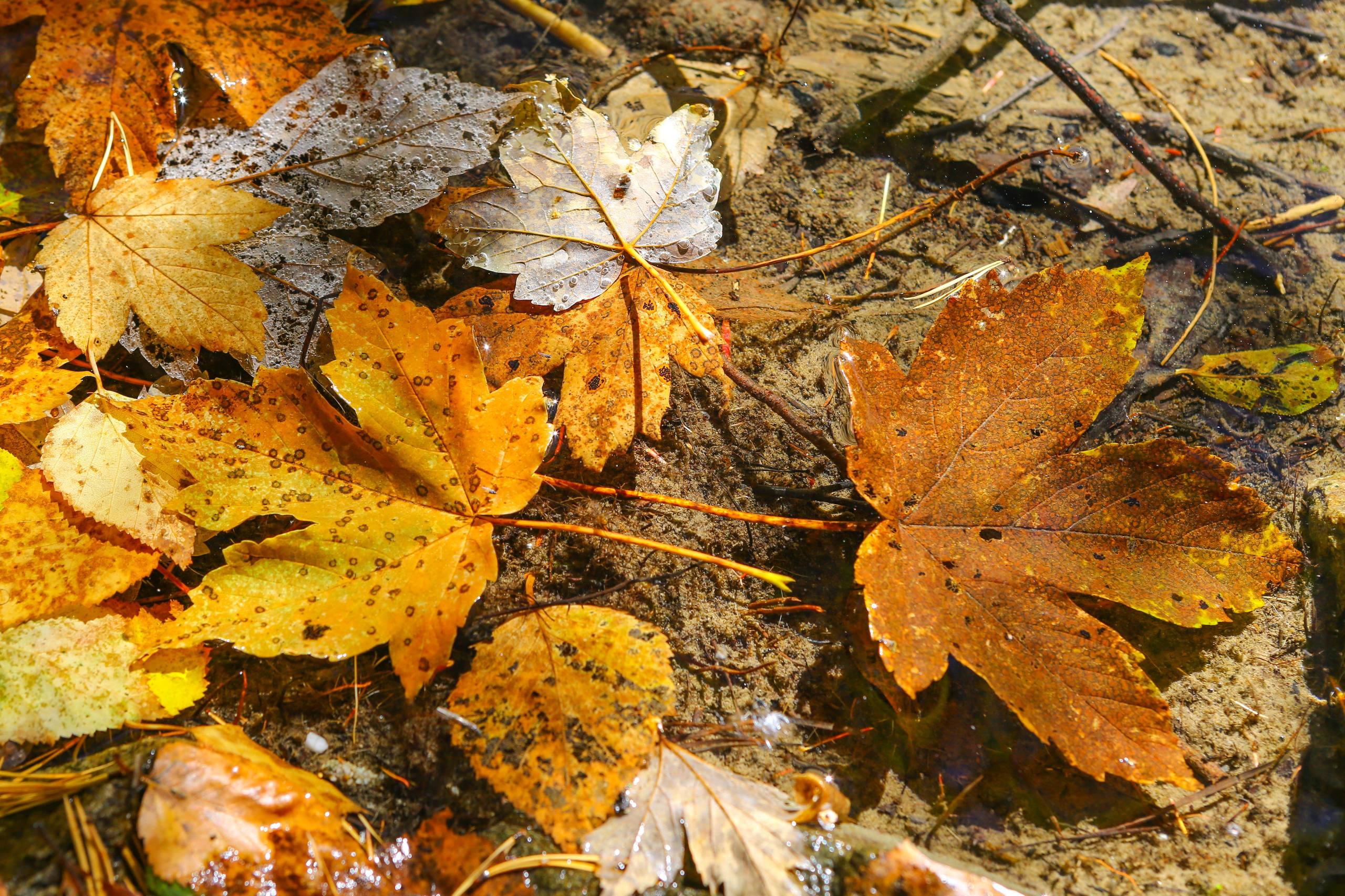 Новые рекорды Mantera: посещаемость «Архыза» выросла на 14%   2